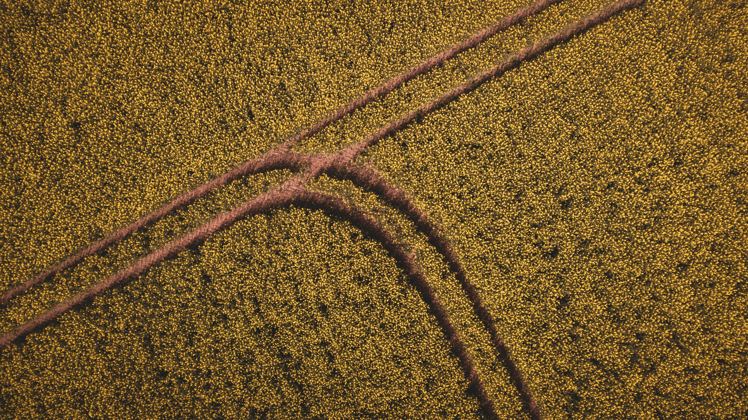 Blooming Crossroads