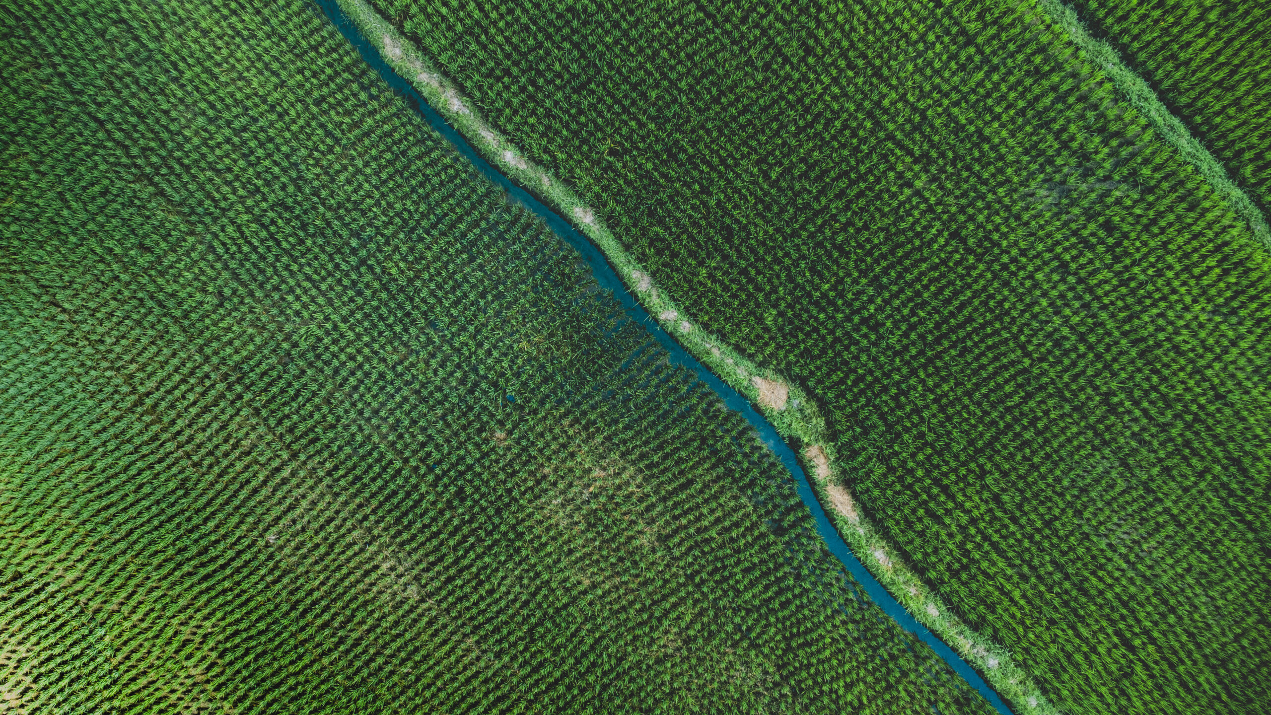 Green Symphony